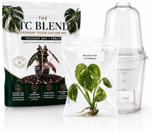 Monstera Thai Constellation, Complete Tissue Culture Kit – Rare Live Monstera Plant by Unknown