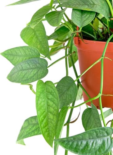 Shop Succulents Rare Cebu Blue Hanging Plant, Live Indoor Plant, Easy Care Hanging Ivy Houseplant in Nursery Pot, Air Purifying Plant in Soil, Housewarming, Home Décor, Hanger Included - Image 3