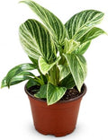 Philodendron Evian Live Plant - Fully Rooted Rare Variegated Houseplant by NYCitySucculents
