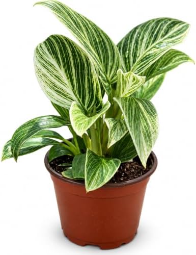 Philodendron Evian Live Plant - Fully Rooted Rare Variegated Houseplant by NYCitySucculents