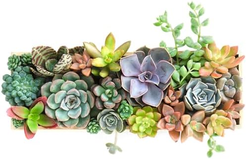 Mountain Crest Gardens Ultimate Succulent Variety Pack - 25 Unique Live Plants, Many Types, Rooted in 2 inch Pots - Indoor/Outdoor Real Succulents for Garden Decor, Favors, DIY Arrangements - Image 6