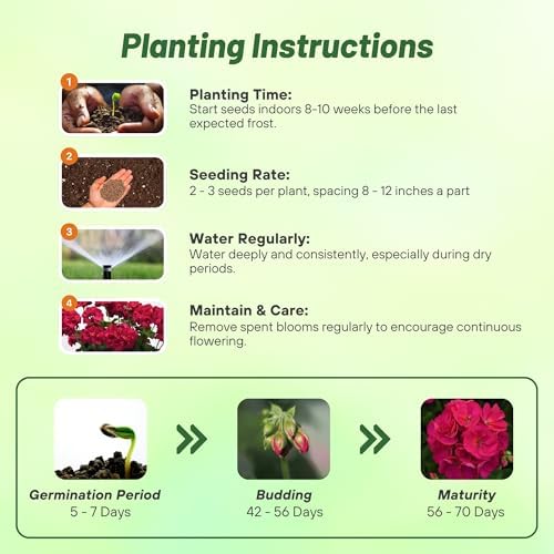 Outsidepride Violet Geranium Seeds for Planting - 50 Pcs Annual, Heat & Drought Tolerant Flower Seeds with Green Foliage & Violet Blooms for Pots, Borders & Lush Summer Garden Displays - Image 4