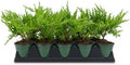 Green Sargent Juniper | 3 Large 4 Inch Pots | Juniperus Chinensis | Drought Tolerant Cold Hardy Evergreen Groundcover Plants by FloridaFoliage