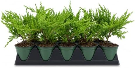 Green Sargent Juniper | 3 Large 4 Inch Pots | Juniperus Chinensis | Drought Tolerant Cold Hardy Evergreen Groundcover Plants by FloridaFoliage