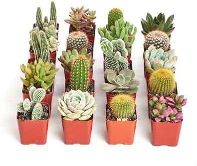 Shop Succulents Premium Live Mini Cactus and Succulent Plants in 2" Pots, Easy Care Indoor or Outdoor Gardening, Terrariums, Favors, & Contemporary Spaces with Hardy, Resilient Varieties, Pack of 256 by ShopSucculents