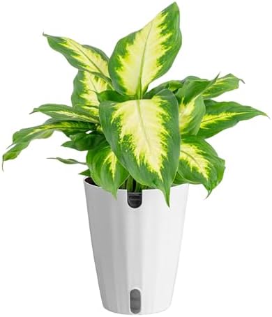 Costa Farms Dieffenbachia, Live Indoor Plant, Easy Care, Home Decor by Unknown