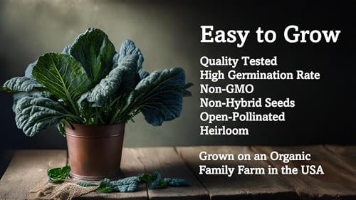 Vates Collard Greens Seeds for Planting (1 Pack | 400+ Seeds per Pack) - Organic, Non-GMO, Heirloom, Frost Hardy, Compact, Slow-Bolting, USA Grown, with Instructions to Plant a Home Vegetable Garden - Image 4