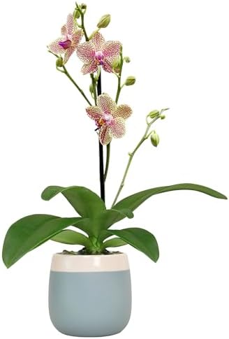 Premium Spotted Live Orchid Plant Blooming in 3.5" Blue & White Orchid Pot, Live Plants, Houseplant Gifts, Approx. 16" Tall, Pet Friendly Houseplants, Phalaenopsis Moth Flower by Plants for Pets by PlantsforPets