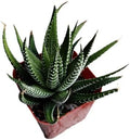 Live Succulent Cactus Plants (2" Pot Haworthia Faciata) by USKC