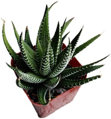 Live Succulent Cactus Plants (2" Pot Haworthia Faciata) by USKC