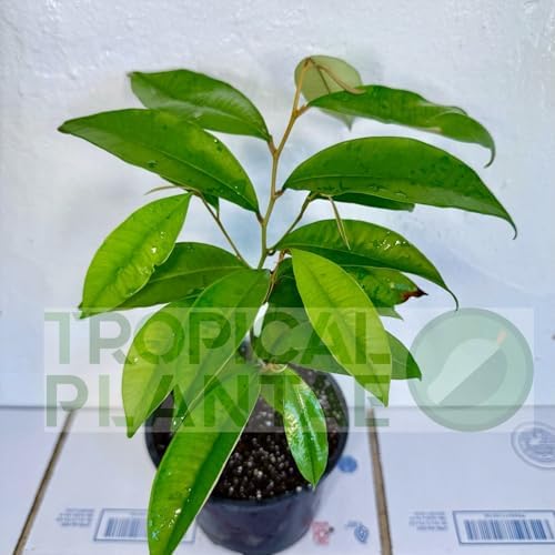 Caimito Tree (Chrysophyllum cainito) – Star Apple Live Tropical Fruit Plant 1–2 ft Tall TROPICALPLANTAE - Image 5
