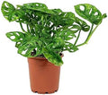 American Plant Exchange Monstera Adansonii 6-Inch – Live Swiss Cheese Vine Plant, Easy-Care Trailing Houseplant, Low-Maintenance Air-Purifying Greenery for Home, Office & Garden Décor by AmericanPlantExchange