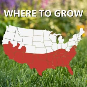 Jonathan Green Blue Panther Bermudagrass Grass Seed - 1 lb - Image 2