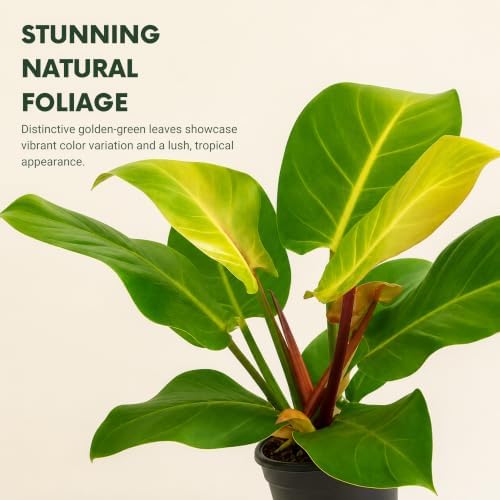 Philodendron Yellow Flame Live Plant - Rare Golden Variegated Houseplant - Image 2