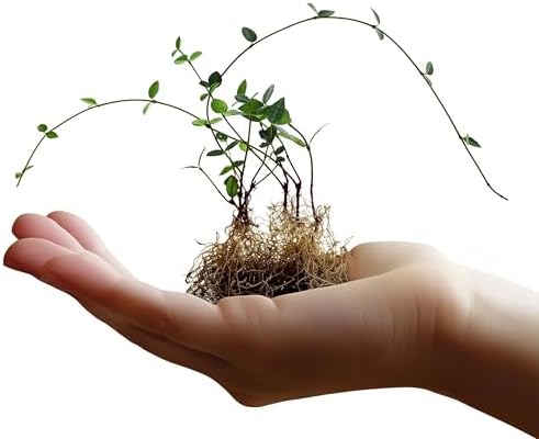 Asiatic Jasmine | 30 Live Bare Root Pips | Trachelospermum Asiaticum | Low Maintenance Ground Cover Plants | Fast Spreading Evergreen for Landscaping by FloridaFoliage