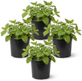 Herb - Lemon Balm (4 Pack), Live Edible Herb, Herbal Tea, Lemon Aroma by TheThreeCompany