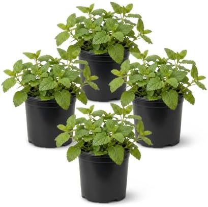 Herb - Lemon Balm (4 Pack), Live Edible Herb, Herbal Tea, Lemon Aroma by TheThreeCompany