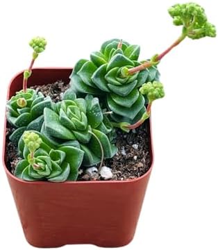 Succulents Plants Live 2inch Live Mini Succulent Plants, Easy Care House Plants Rooted in Succulent Soil Mix, By The Succulent Cult (Crassula Susannae *Rare*, 2 Inch) by TheSucculentCult