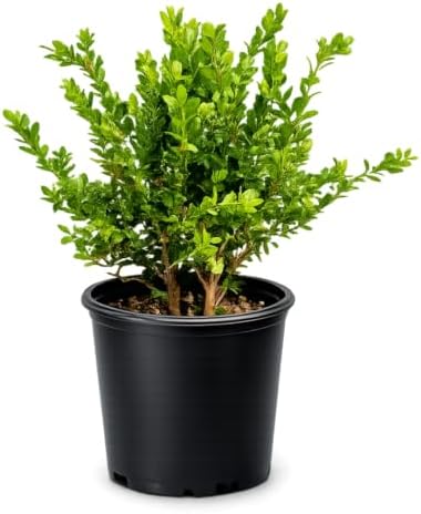 Boxwood Bonsai Tree Live, Buxus Evergreen Starter Plant, 1-Gallon - Image 2
