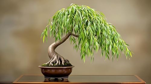 Dwarf Weeping Willow Bonsai Tree Cutting to Grow – Live Indoor Plant for Home & Office Décor | Hand-Trained Miniature Tree with Elegant Cascading Branches - Bonsai Material by CZGrain