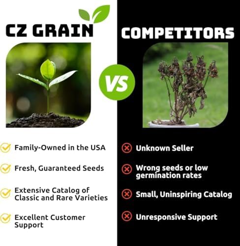 Purple Coneflower Plug (Echinacea purpurea) – Hardy Native Perennial – Pollinator-Friendly Wildflower – Full Sun Garden Plant (5) - Image 4