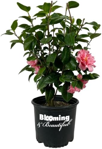 Happy Birthday Camellia, Live Evergreen Flowering Shrub, 3 Gallon by BloomingBeautiful