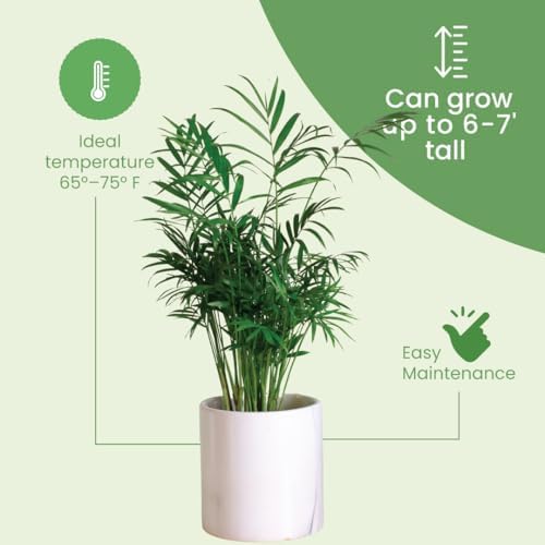 American Plant Exchange Live Areca Palm – 10-Inch Pot – Tropical Indoor Houseplant with Lush Feathery Fronds, Pet-Friendly Easy Care Plant for Homes, Offices, Patios & Decorative Containers - Image 4