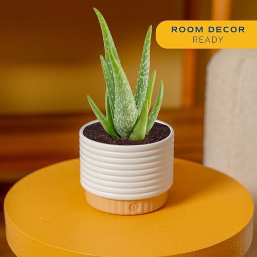 Costa Farms Aloe Vera Succulent, Live Indoor Plant, 7-in Tall - Image 2