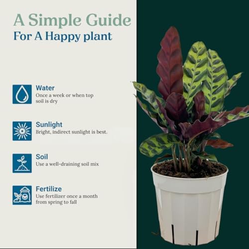 Rattlesnake Calathea Live Plant - Air Purifier, Colorful House Plant, Ideal for Home Decor and Room Decor - Rattlesnake for Indoor Plants, Calathea Lancifolia Prayer Plant - Image 4