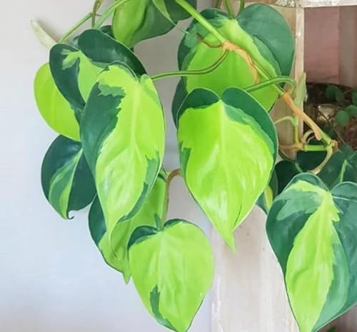 Limefire Philodendron Live Indoor Plant - Brasil Philodendron – Live Starter Plant in 2 Inch Pot - Striking Variegated Foliage with Bold Yellow-Green Centers by CZGrain
