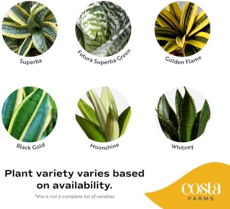 Costa Farms Snake Plant, Live Indoor Plant, Air Purifying, Easy Low Light - Image 3