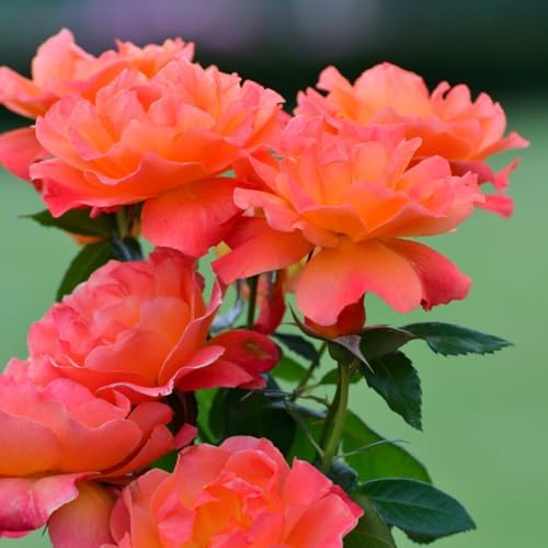 Red Climbing Rose Live Plant, Hardy, 5-10 Inch Tall - Image 7