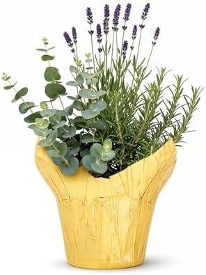 Herb Combo - Air Purifier, Rosemary, Lavender & Eucalyptus, Aromatic Plant Collection in Deco Cover, 12" Tall by 6" Wide in 1.25 Qt Pot by TheThreeCompany