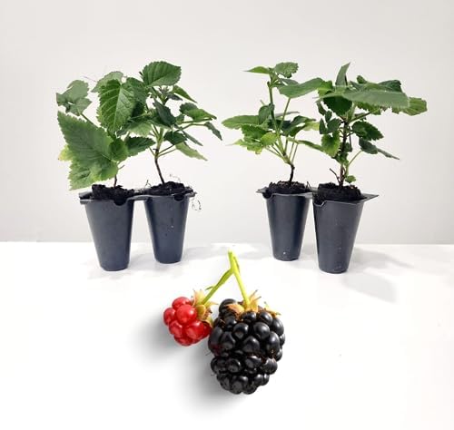 BlackBerry Plants Sweetie Pie Live for Sale (4 Pack) | Easy to Grow Plants | Edible Fruit Plant for Sustainable Living | Grow Your own Food on Your Edible Organic Garden| Live for Planting| 2 in Pot by FamPlants