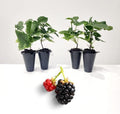 BlackBerry Plants Sweetie Pie Live for Sale (4 Pack) | Easy to Grow Plants | Edible Fruit Plant for Sustainable Living | Grow Your own Food on Your Edible Organic Garden| Live for Planting| 2 in Pot by FamPlants