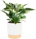 Costa Farms Birkin Philodendron, Live Indoor Plant, Tropical Houseplant by Unknown