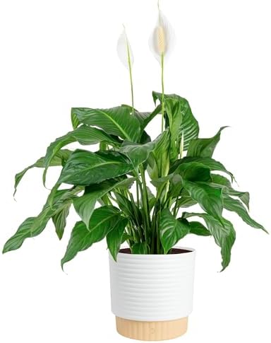 Costa Farms Peace Lily, Live Indoor Plant, Air Purifying, White Flowers by Unknown