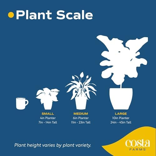 Costa Farms Xanthosoma, Live Indoor Plant, Easy Care, Home Decor - Image 6