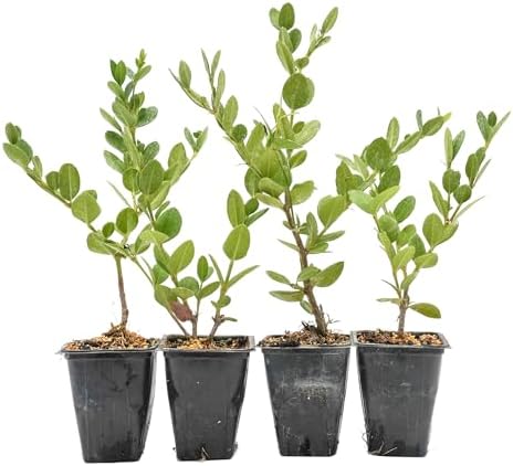 4 Green Carpet Natal Plum in 3.5" Nursery Cubes | Carissa ‘Green Carpet’ | Low-Growing Evergreen Groundcover for Landscapes, Slopes & Borders | Live Starter Plants by CitronellaKing