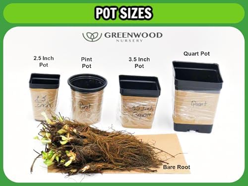 Greenwood Nursery: Live Ground-Cover Plants - Blue Star Creeper + Isotoma Fluviatilis - [Qty: 3X Pint Pots] - (Click for Other Available Plants/Quantities) - Image 3