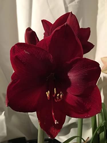 Black Pearl Amaryllis Bulb - Single Blooming Amaryllis, Easy to Grow Bulbs - Image 4