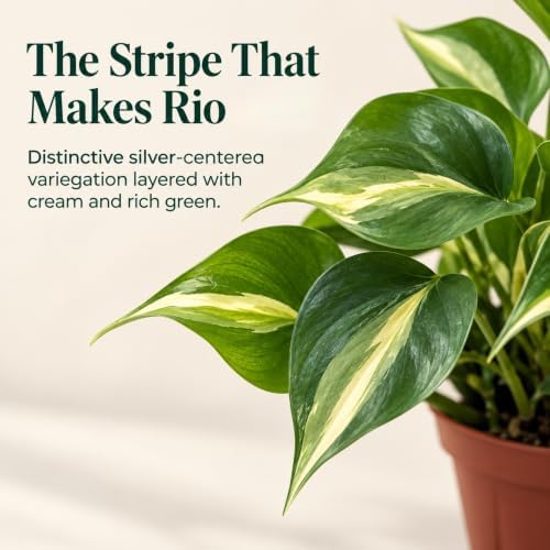 Philodendron Rio Live Plant - Variegated Tropical Indoor Houseplant - Image 3