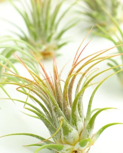 Shop Succulents Ionantha Tillandsia Air Plants, Assorted Mini Live Indoor Plants for Home Decor & Gifts, Low Maintenance, Natural Air Purifier, Hanging Plants, Favors, Terrarium Plants, Pack of 100 - Image 2