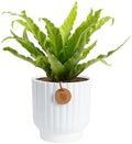 Costa Farms Bird's Nest Fern, Live Indoor Plant, Easy Care, Home Decor by Unknown