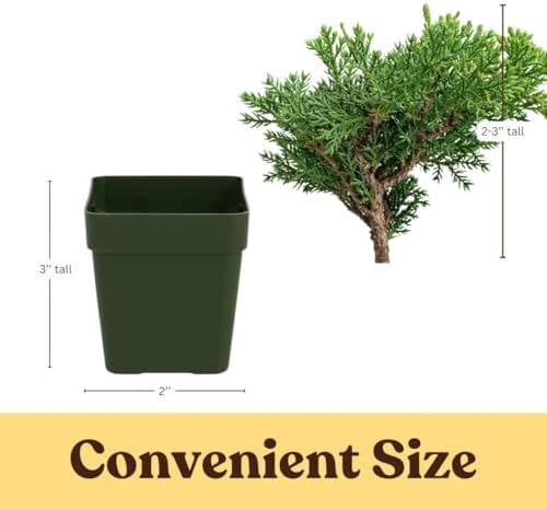 Green Mound Juniper Live, Juniperus Procumbens Nana, 2-Inch Pot, 2-Pack - Image 4