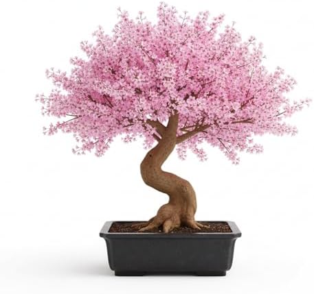 Japanese Cherry Blossom Seeds, Bonsai Seeds, Pack of 30 Bonsai Tree Seeds - Image 2