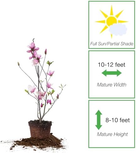 Perfect Plants Jane Magnolia Tree, 1 Gallon, Live Plant - Image 2