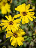 Coast Sunflower 32 Live Plants (Encelia californica) – California Native Wildflower for Outdoor Gardens, Drought Tolerant Pollinator Friendly Landscaping by MyHomePark