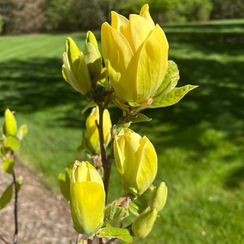 Yellow Magnolia Tree Live Plant, 12-24 Inch Tall, Gallon Pot - Image 3