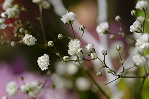 Set of 50 Flower Seed Packets! Flower Seeds in Bulk, 15 or More Varieties Available! - Image 6